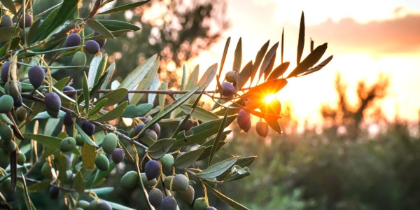 Ulivo: scopri come coltivarlo e come utilizzare le olive
